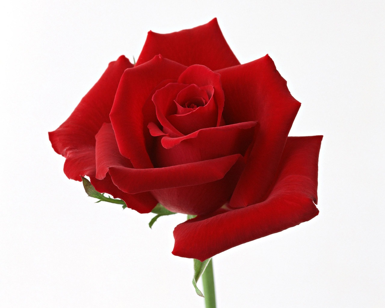 Rose Photo Wallpaper (4) #3 - 1280x1024