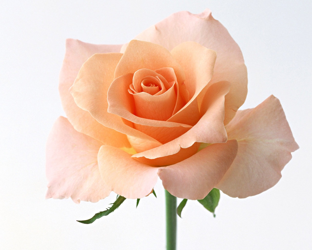 Rose Photo Wallpaper (4) #8 - 1280x1024