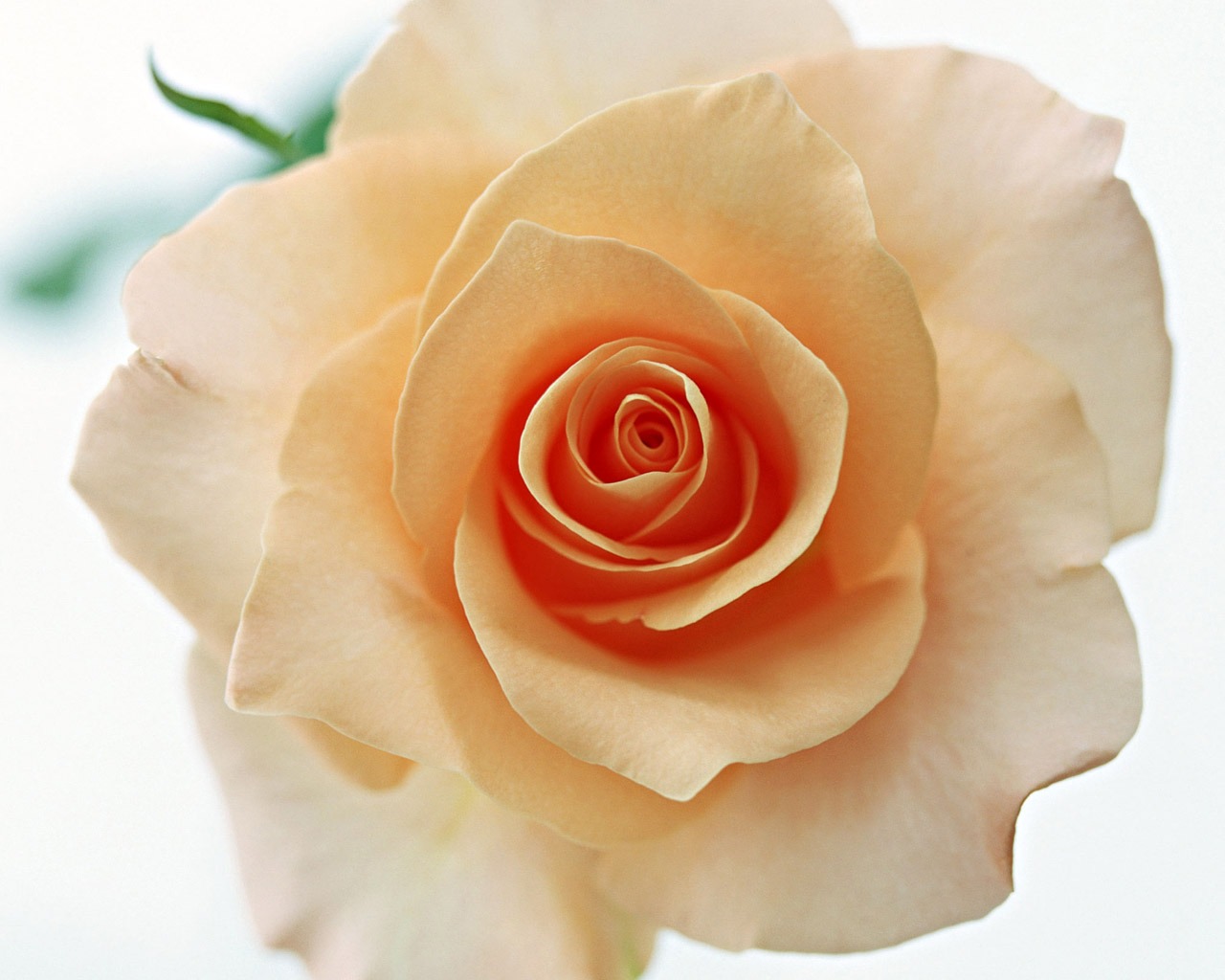 Rose Foto Wallpaper (4) #14 - 1280x1024