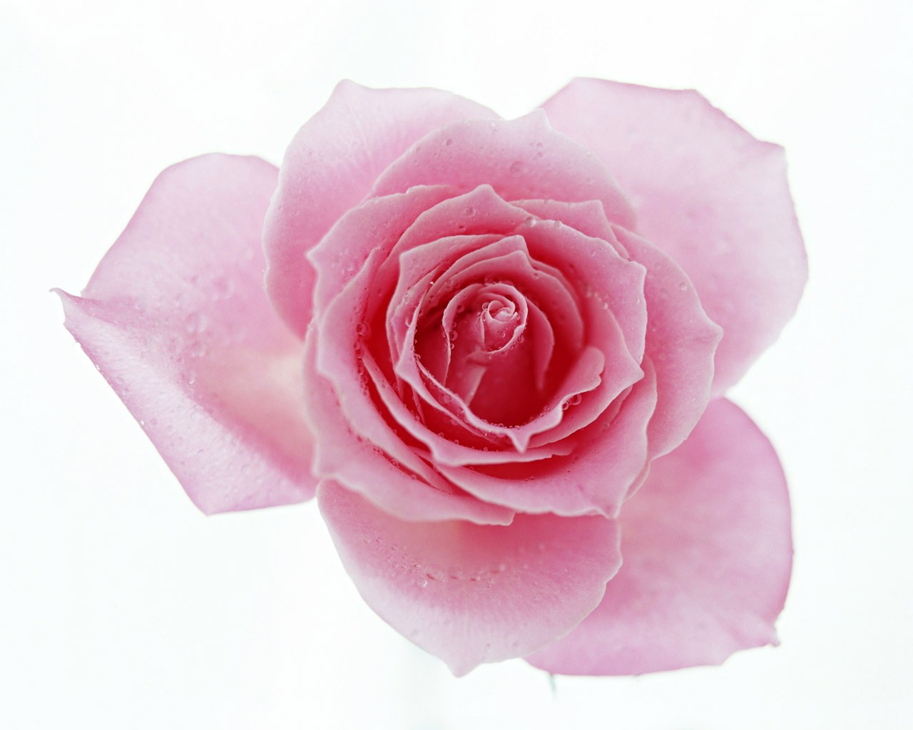 Rose Photo Wallpaper (4) #16 - 1280x1024