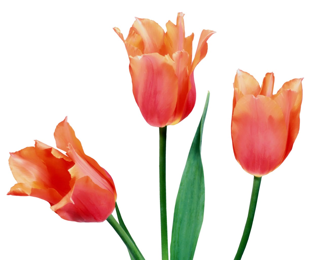 Tulip wallpaper album (1) #5 - 1280x1024