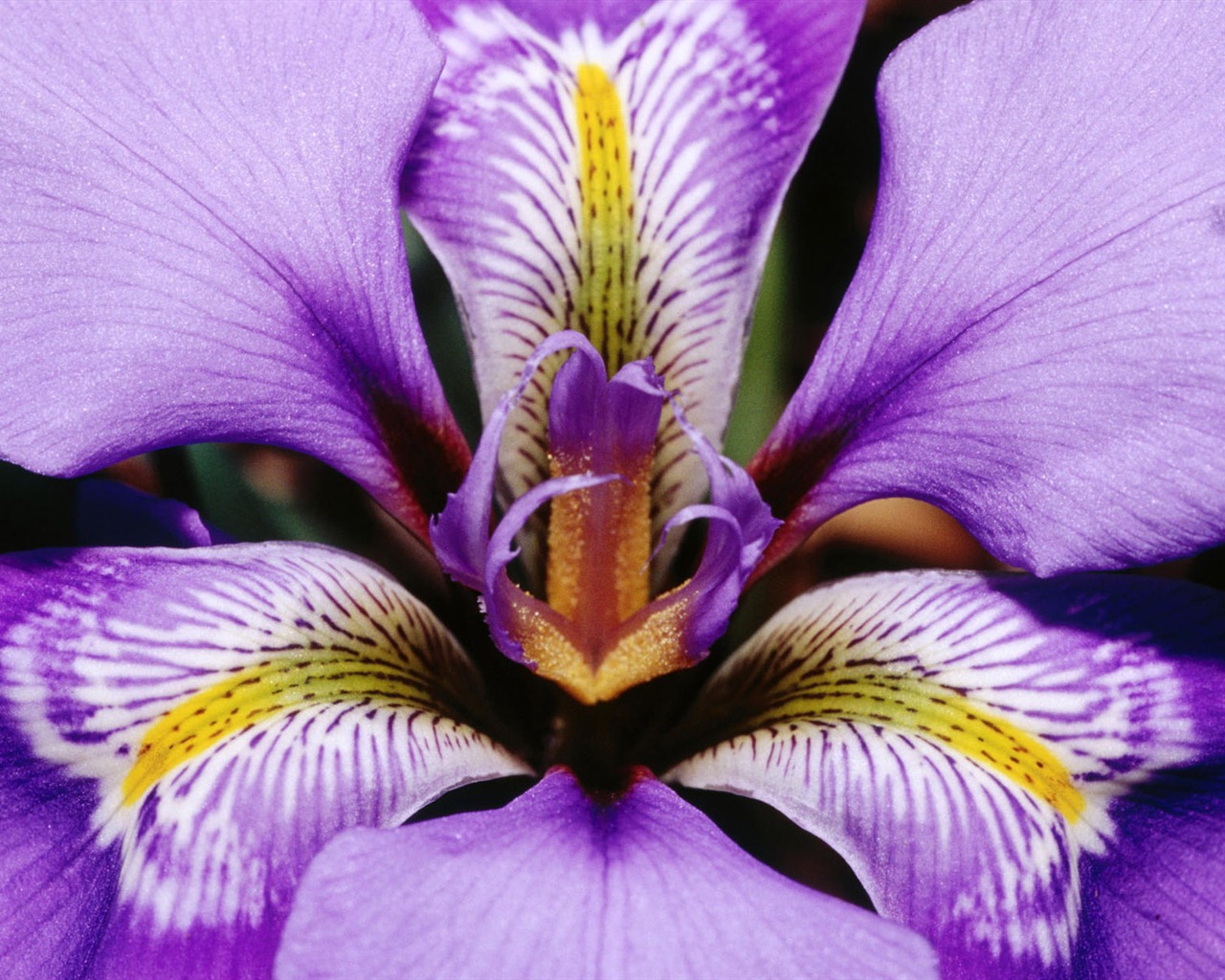 fleurs fond d'écran Widescreen close-up (12) #7 - 1280x1024