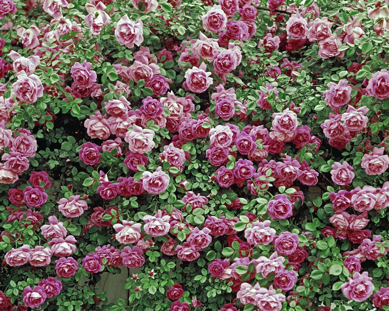 fleurs fond d'écran Widescreen close-up (12) #11 - 1280x1024