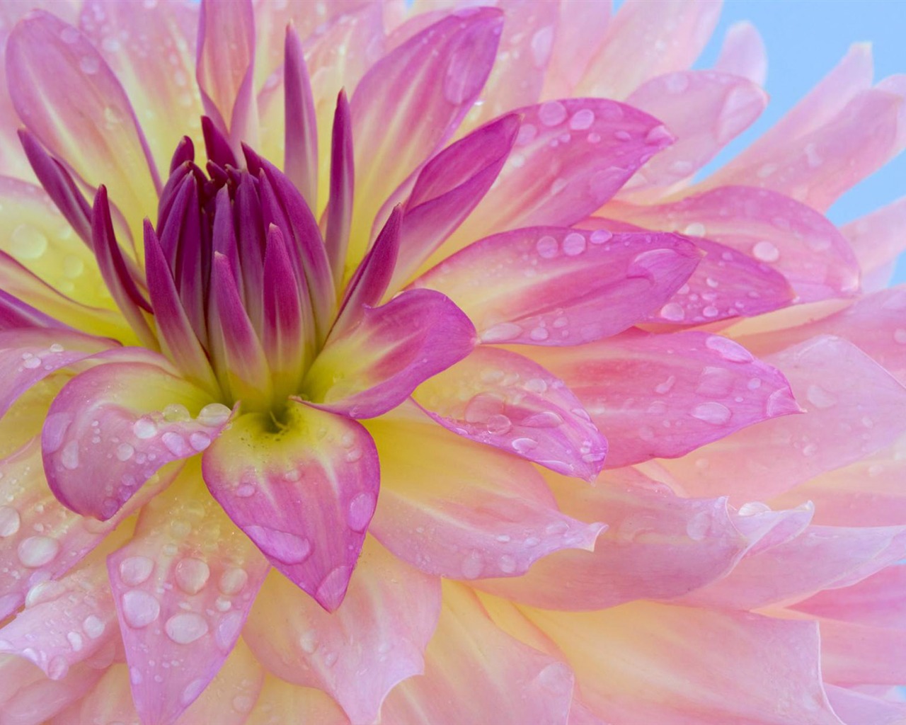 fleurs fond d'écran Widescreen close-up (12) #13 - 1280x1024