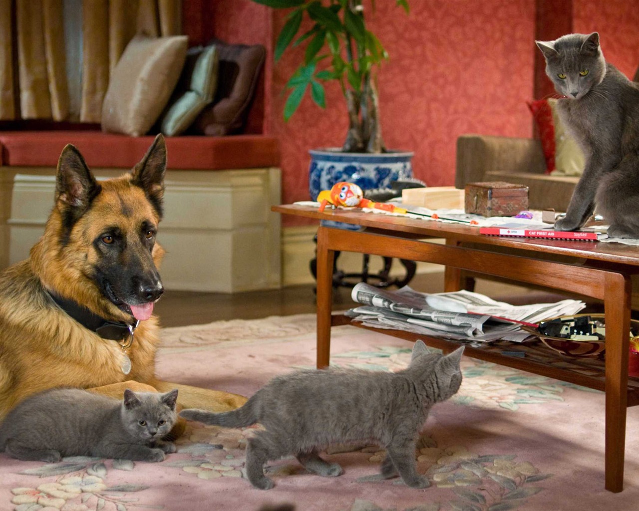 猫と犬：キティ豊富HDの壁紙の復讐 #19 - 1280x1024