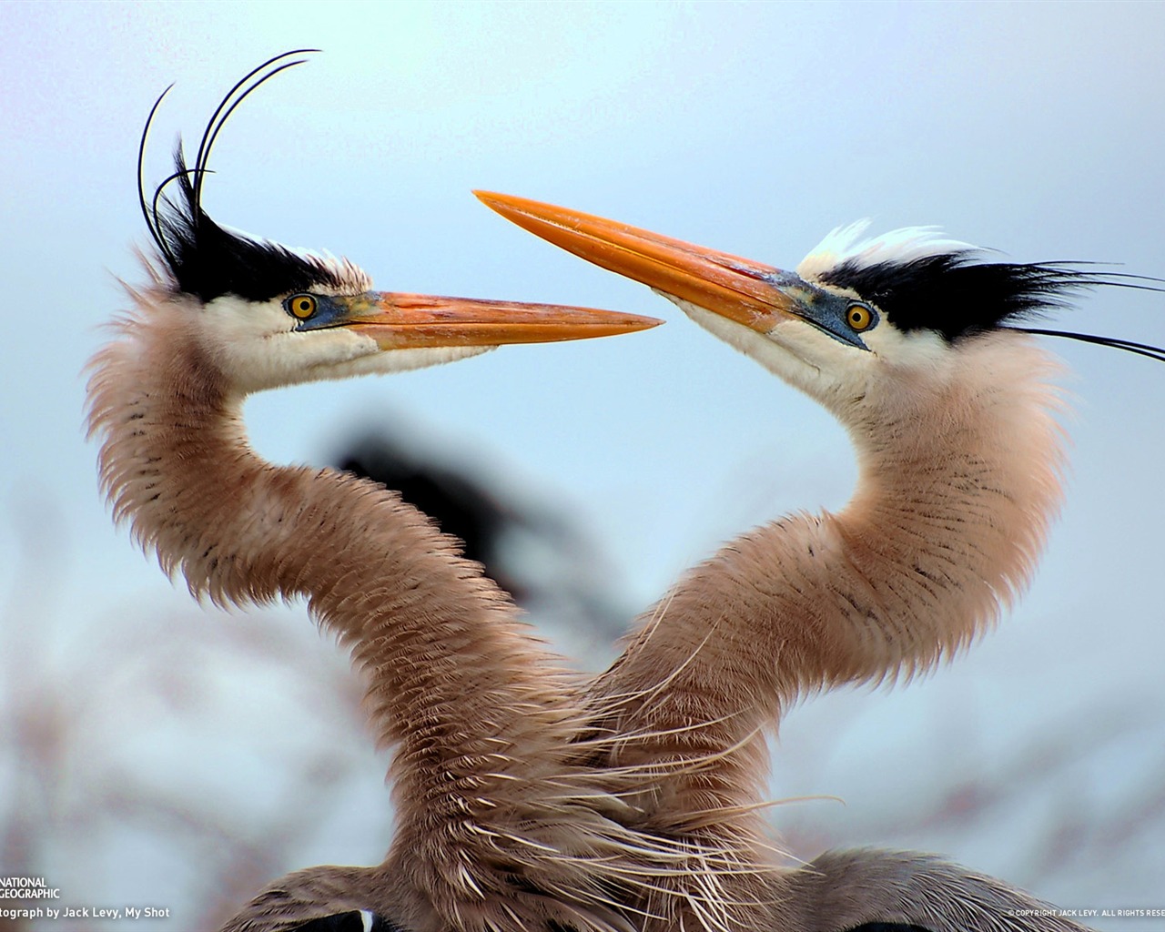 National Geographic Tier Wallpaper Album (7) #7 - 1280x1024