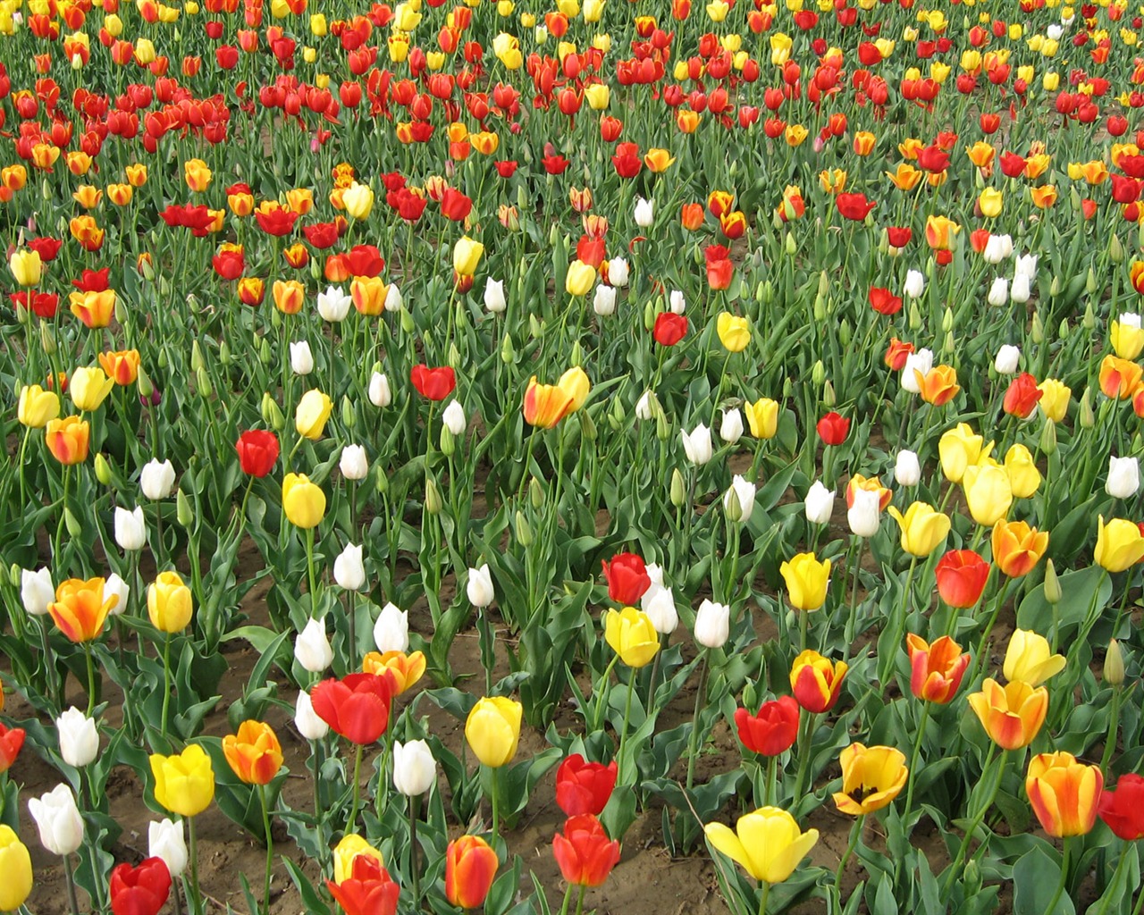 Tulip tapety album (3) #2 - 1280x1024