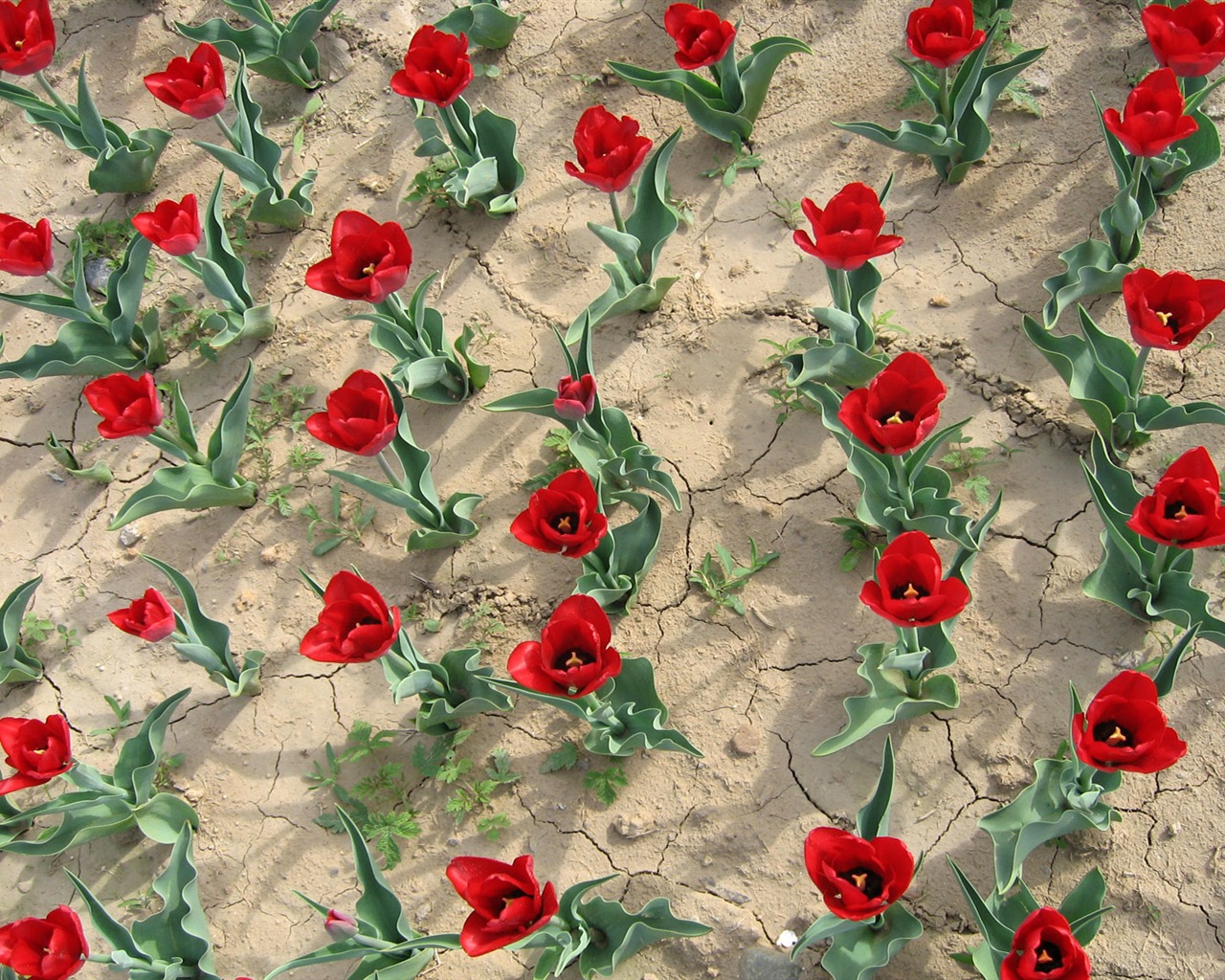 Tulip wallpaper album (3) #7 - 1280x1024