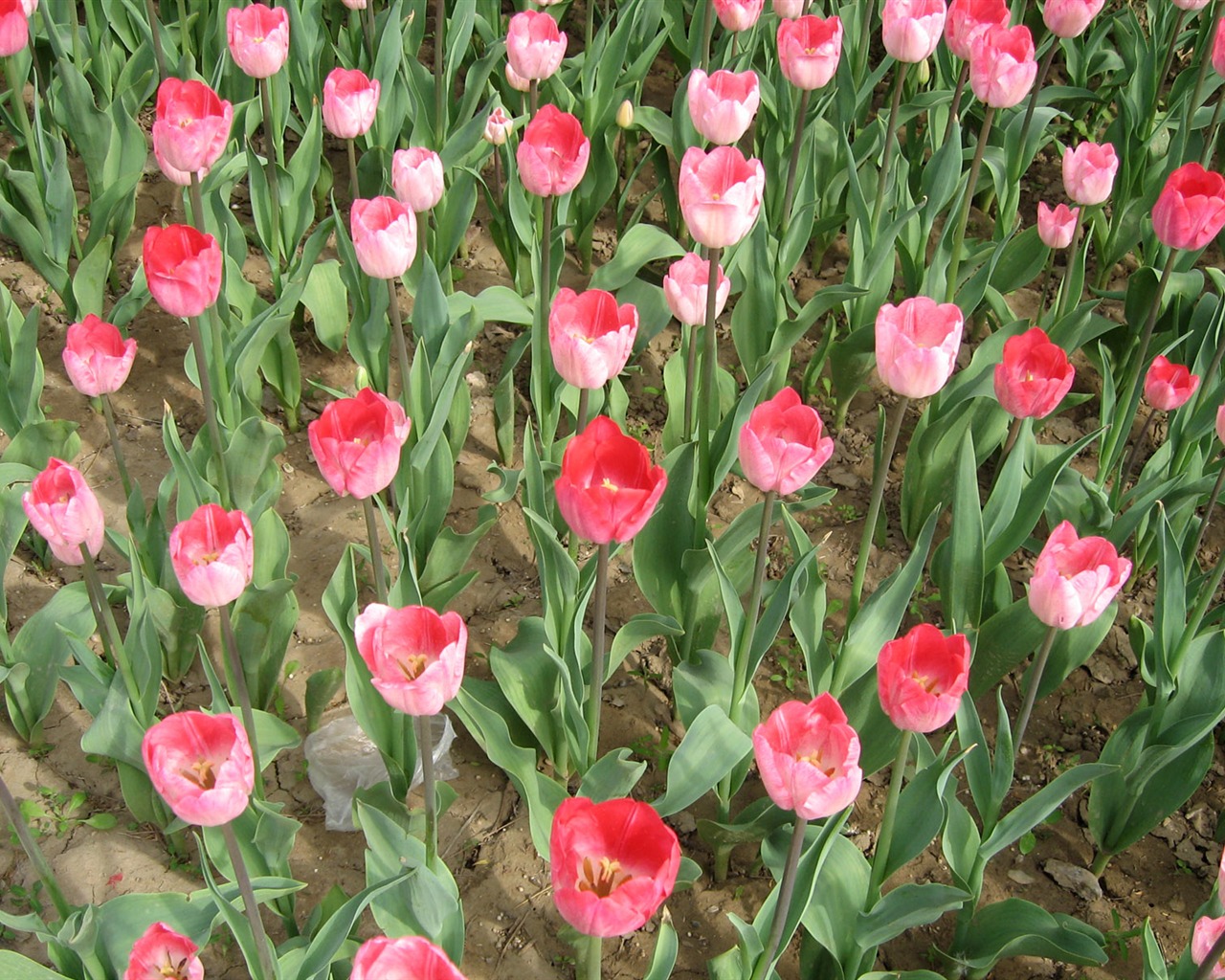 Fond d'écran album Tulip (3) #15 - 1280x1024
