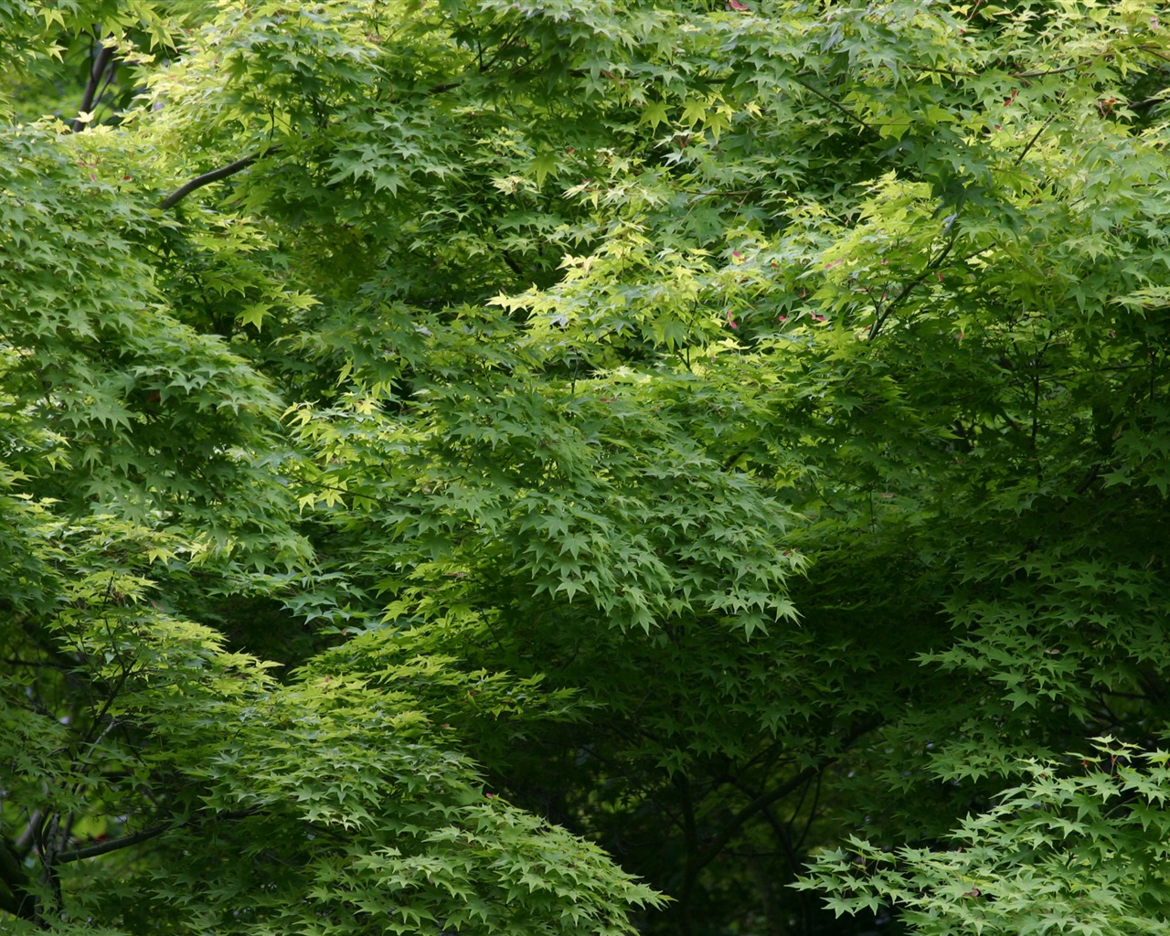Velké zelené listy close-up květina tapety (1) #8 - 1280x1024