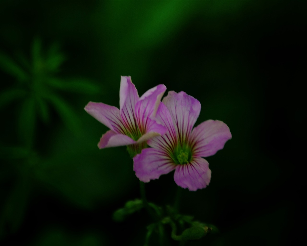 Esas flores (Pretty in Pink 526 registros) #12 - 1280x1024