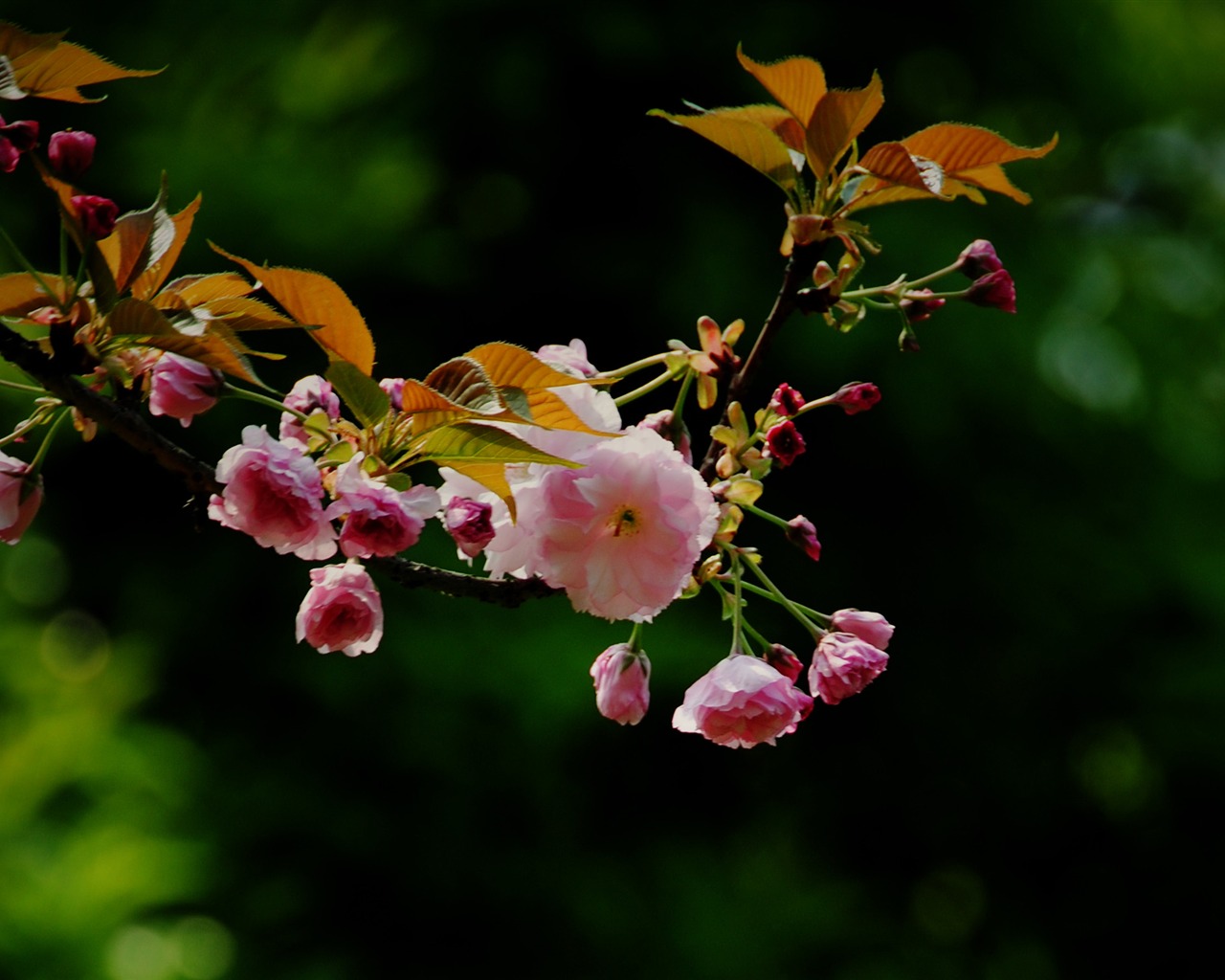 Эти цветы (Pretty в розовом 526 записей) #13 - 1280x1024