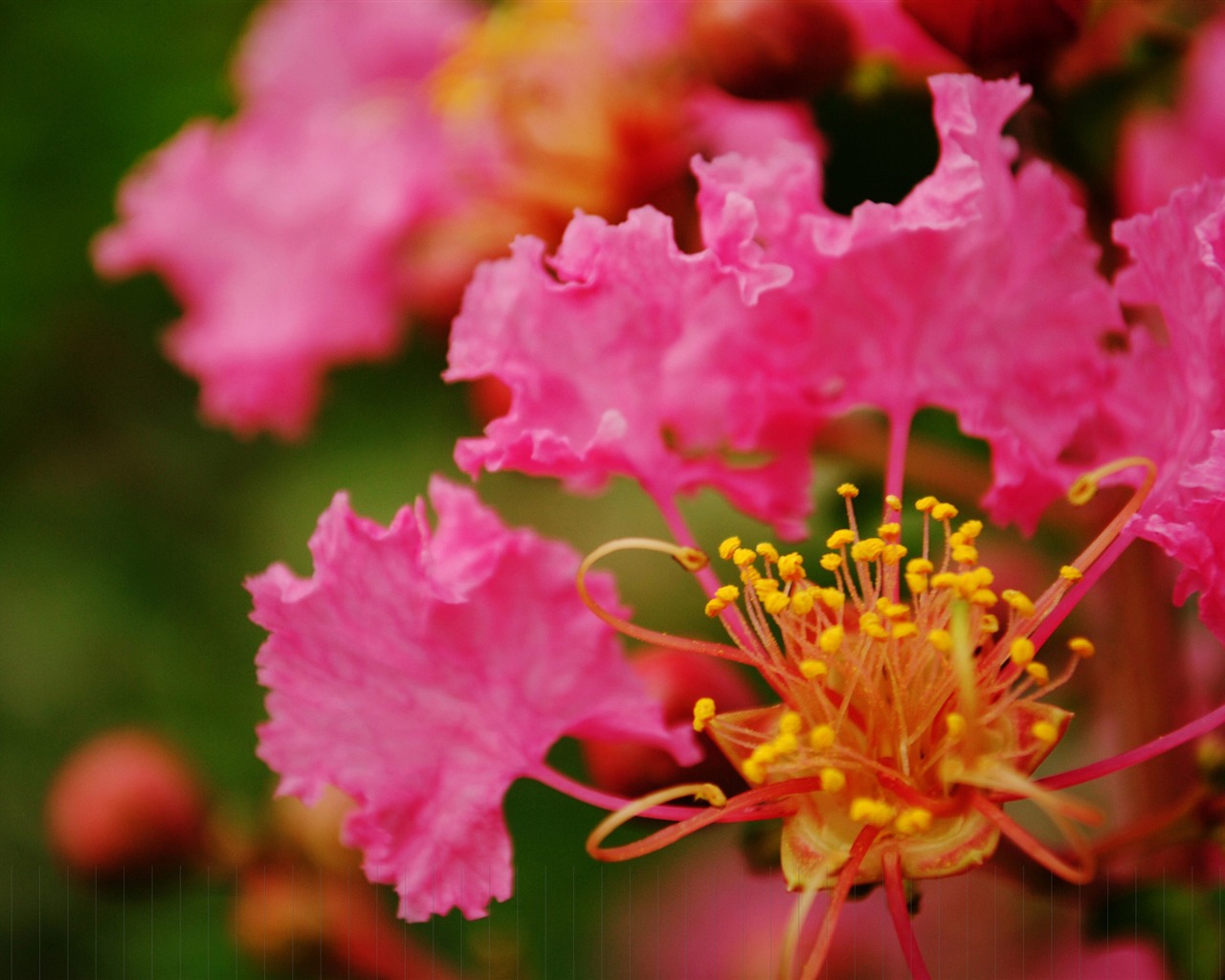 花（Pretty in Pinkで526エントリ） #1 - 1280x1024