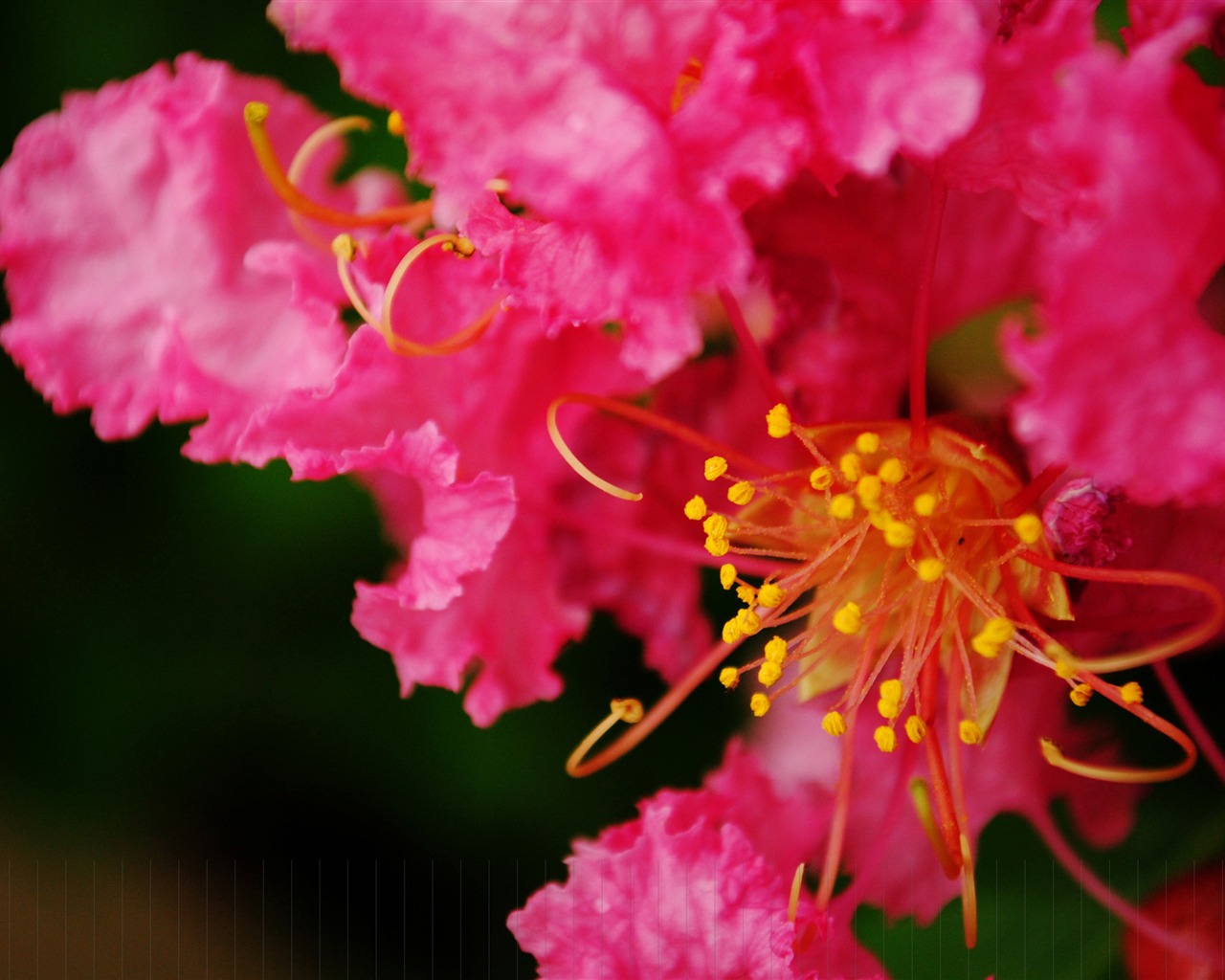 花（Pretty in Pinkで526エントリ） #3 - 1280x1024