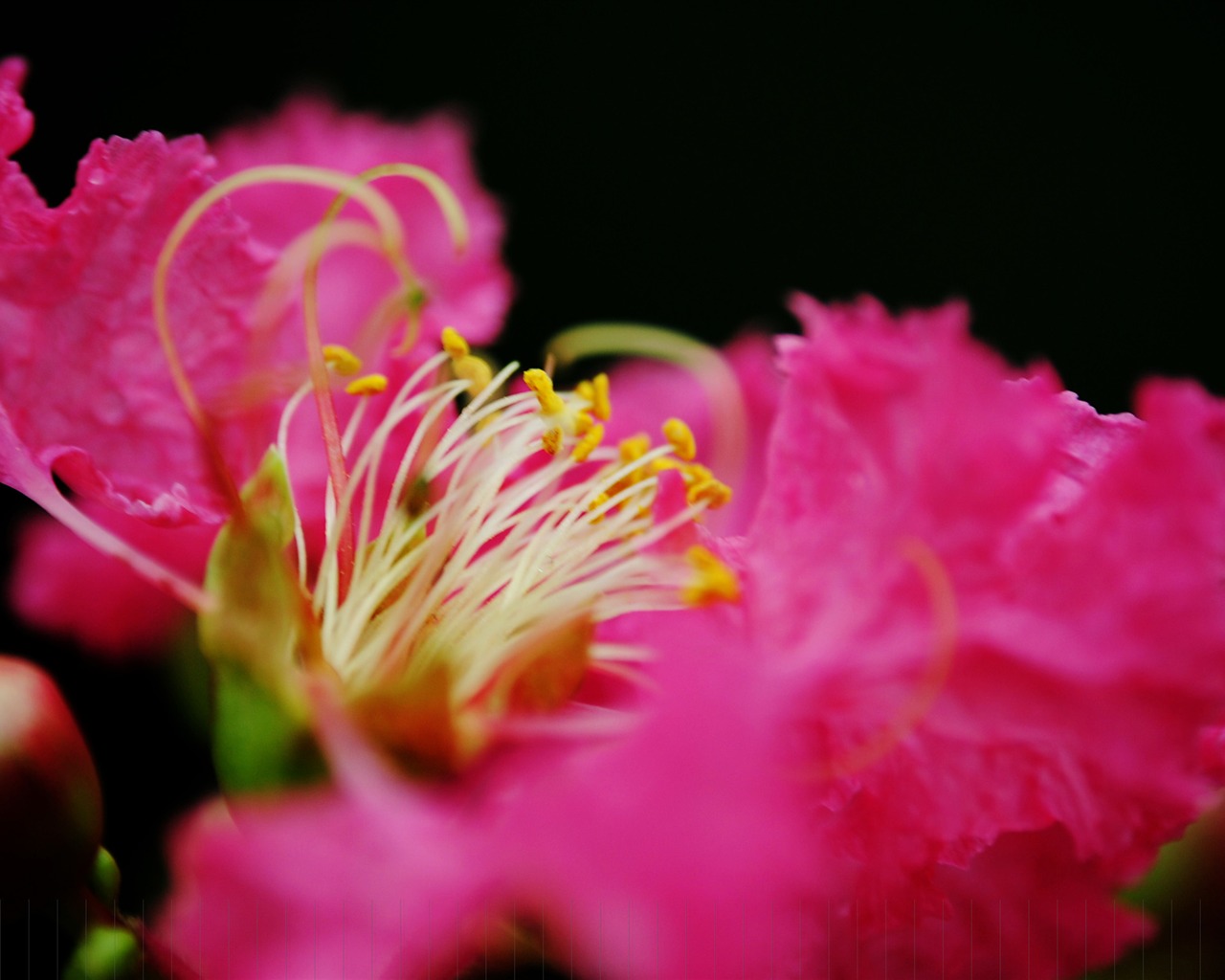 Flores (Pretty in Pink 526 registros) #16 - 1280x1024