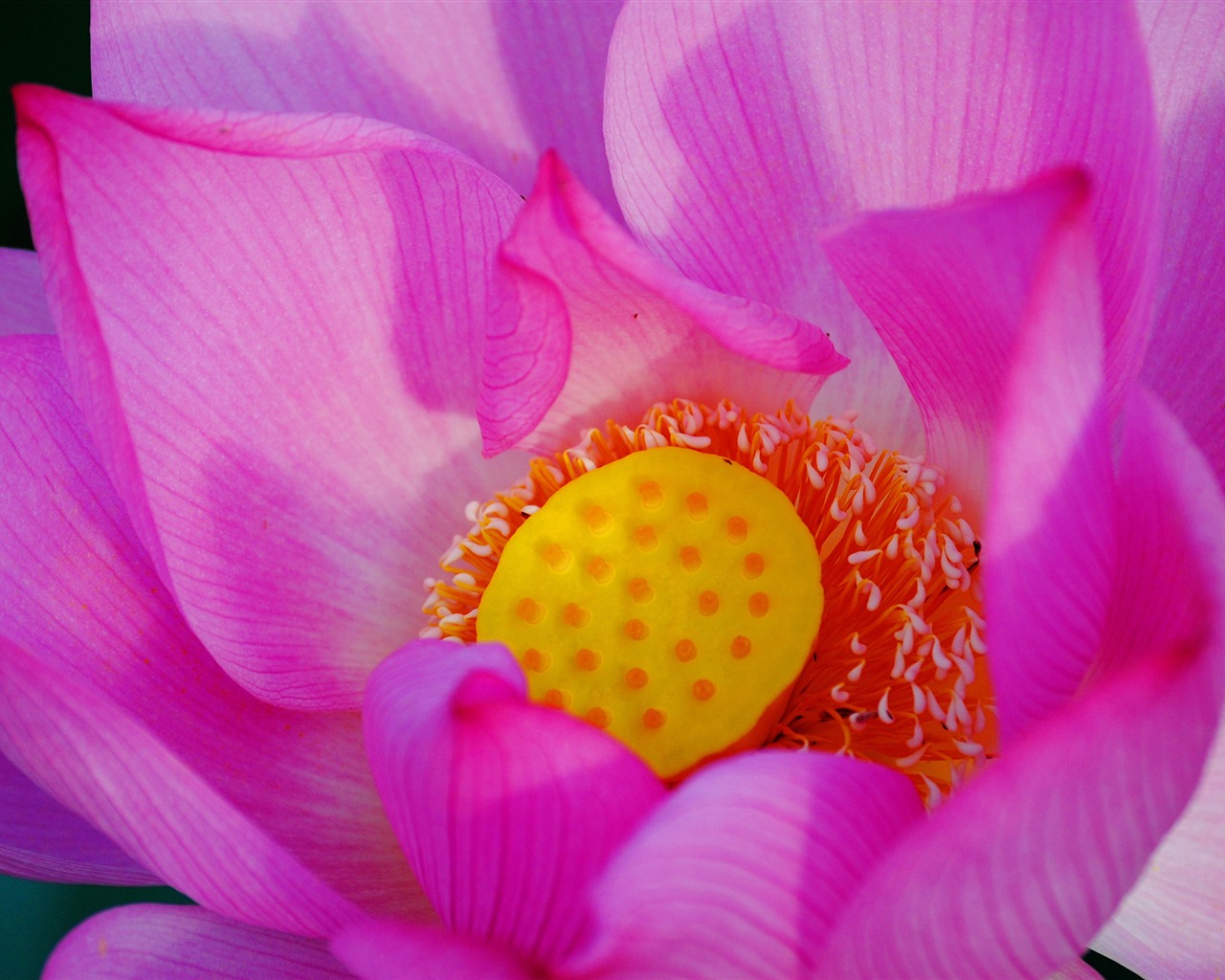 Flores (Pretty in Pink 526 registros) #18 - 1280x1024