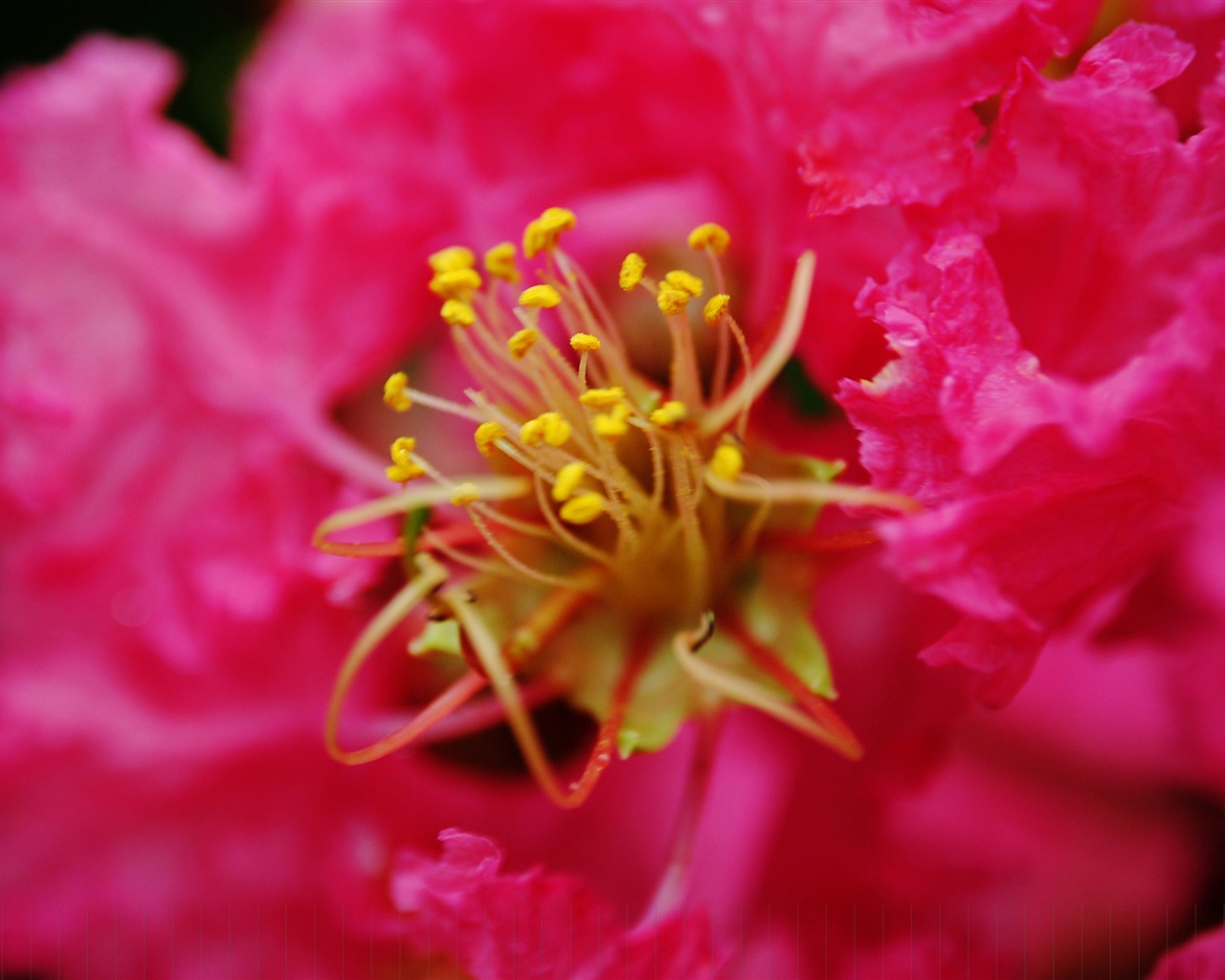 Flores (Pretty in Pink 526 registros) #19 - 1280x1024