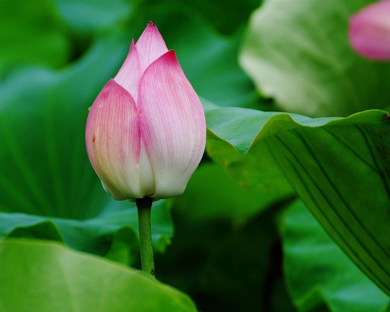 Lotus (Pretty in Pink 526 registros) #1 - 1280x1024