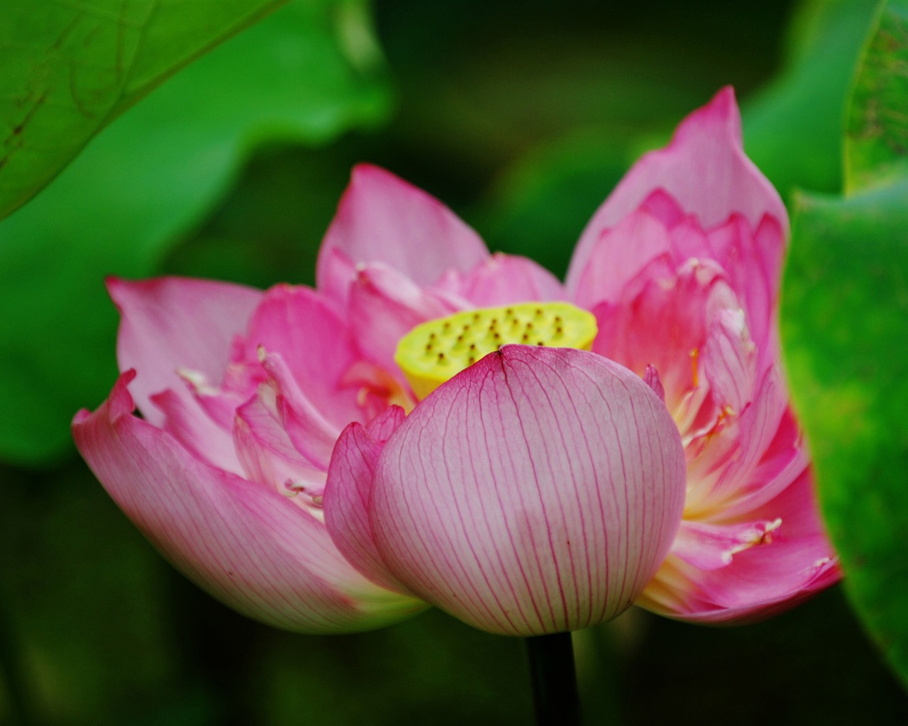 Lotus (Pretty in Pink 526 registros) #2 - 1280x1024