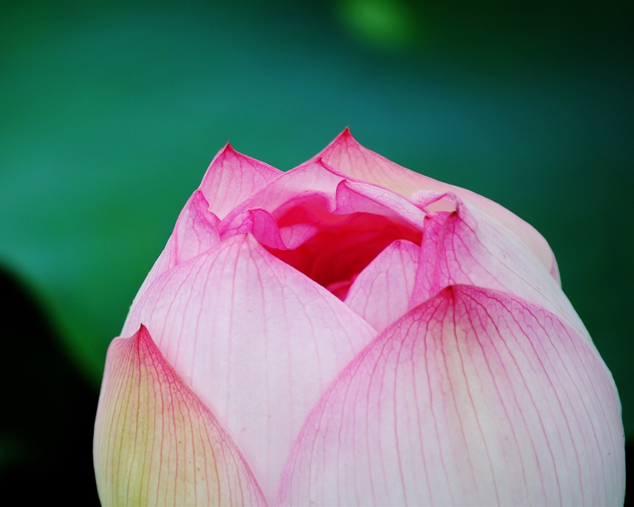 Lotus (Pretty in Pink 526 entries) #3 - 1280x1024