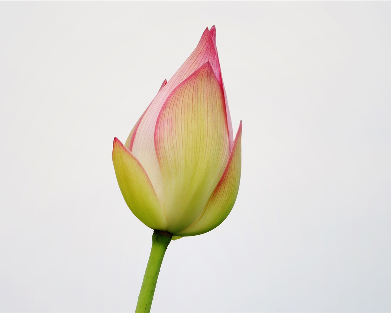 Lotus (Pretty in Pink 526 registros) #5 - 1280x1024