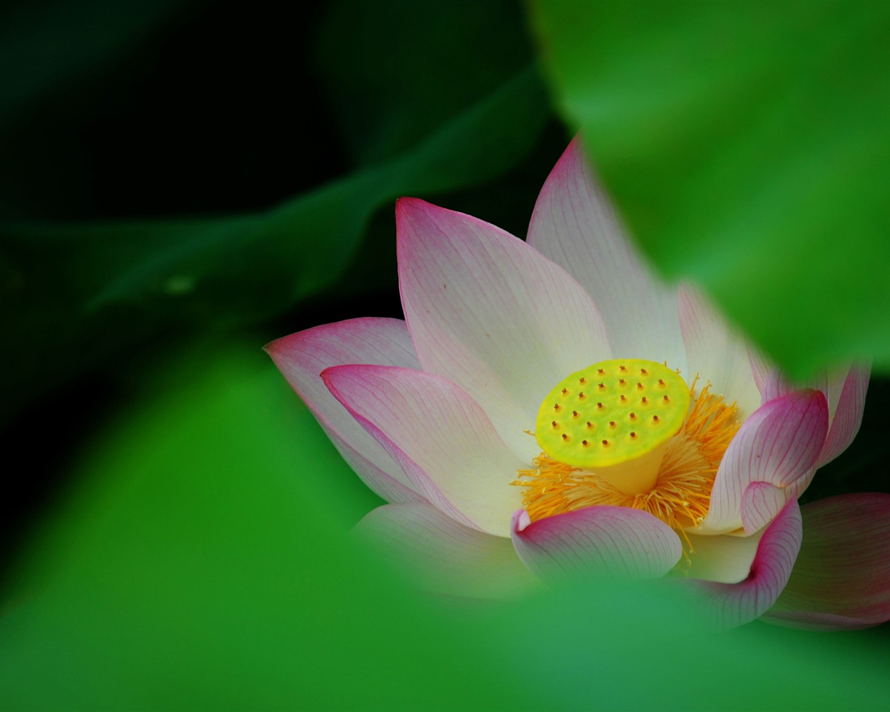 Lotus (Pretty in Pink 526 registros) #12 - 1280x1024