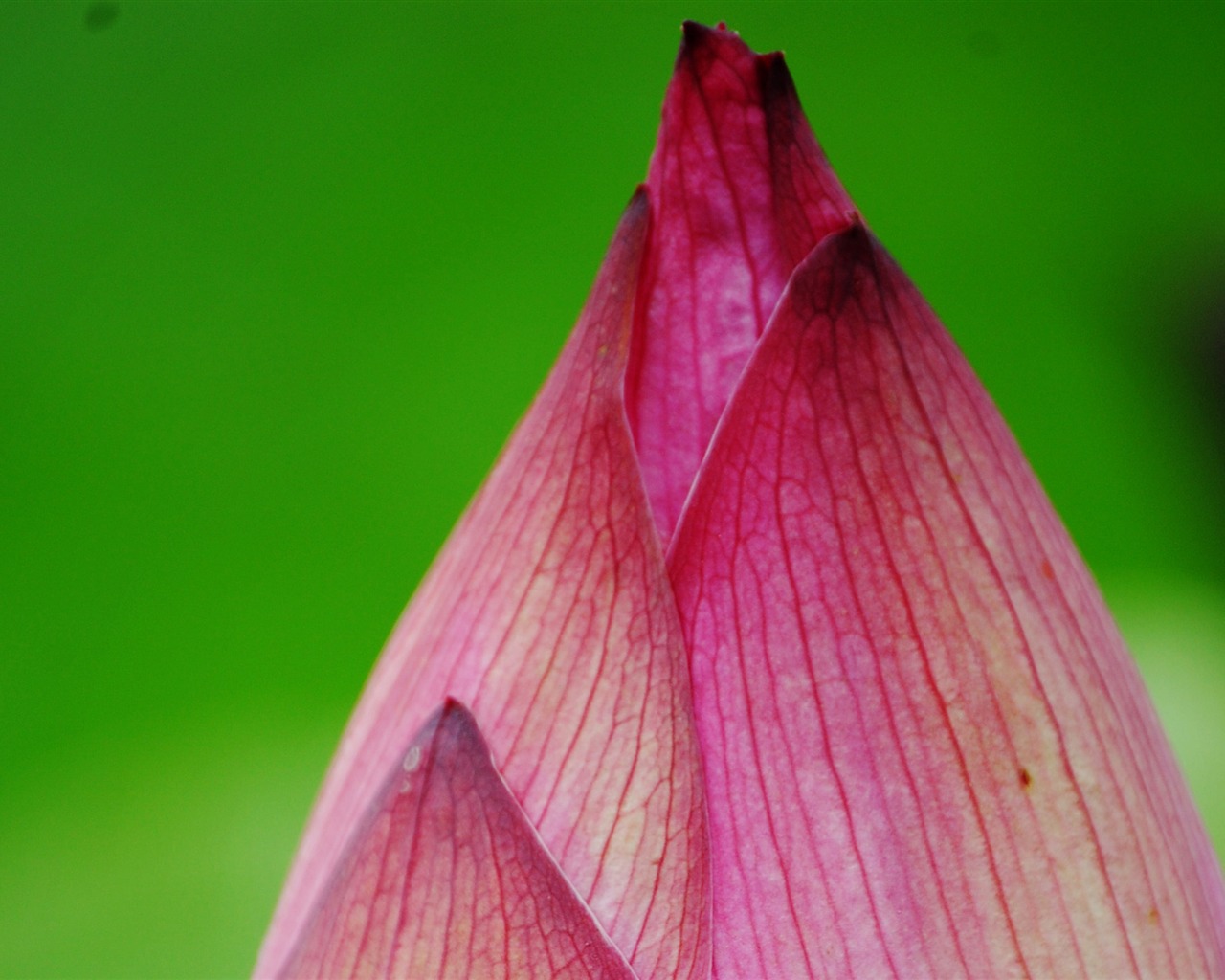 Lotus (Pretty in Pink 526 registros) #13 - 1280x1024