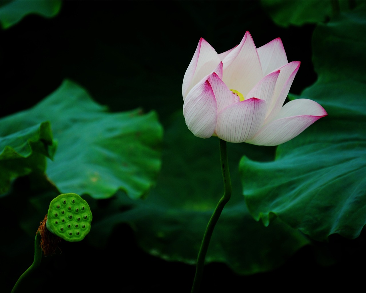 Lotus (Pretty in Pink 526 registros) #15 - 1280x1024