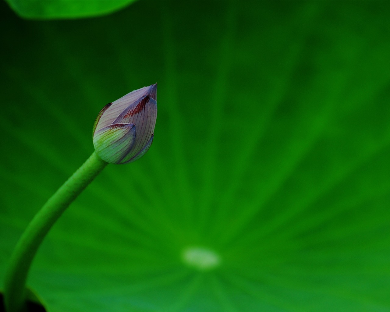 Lotus (Pretty in Pink 526 registros) #16 - 1280x1024