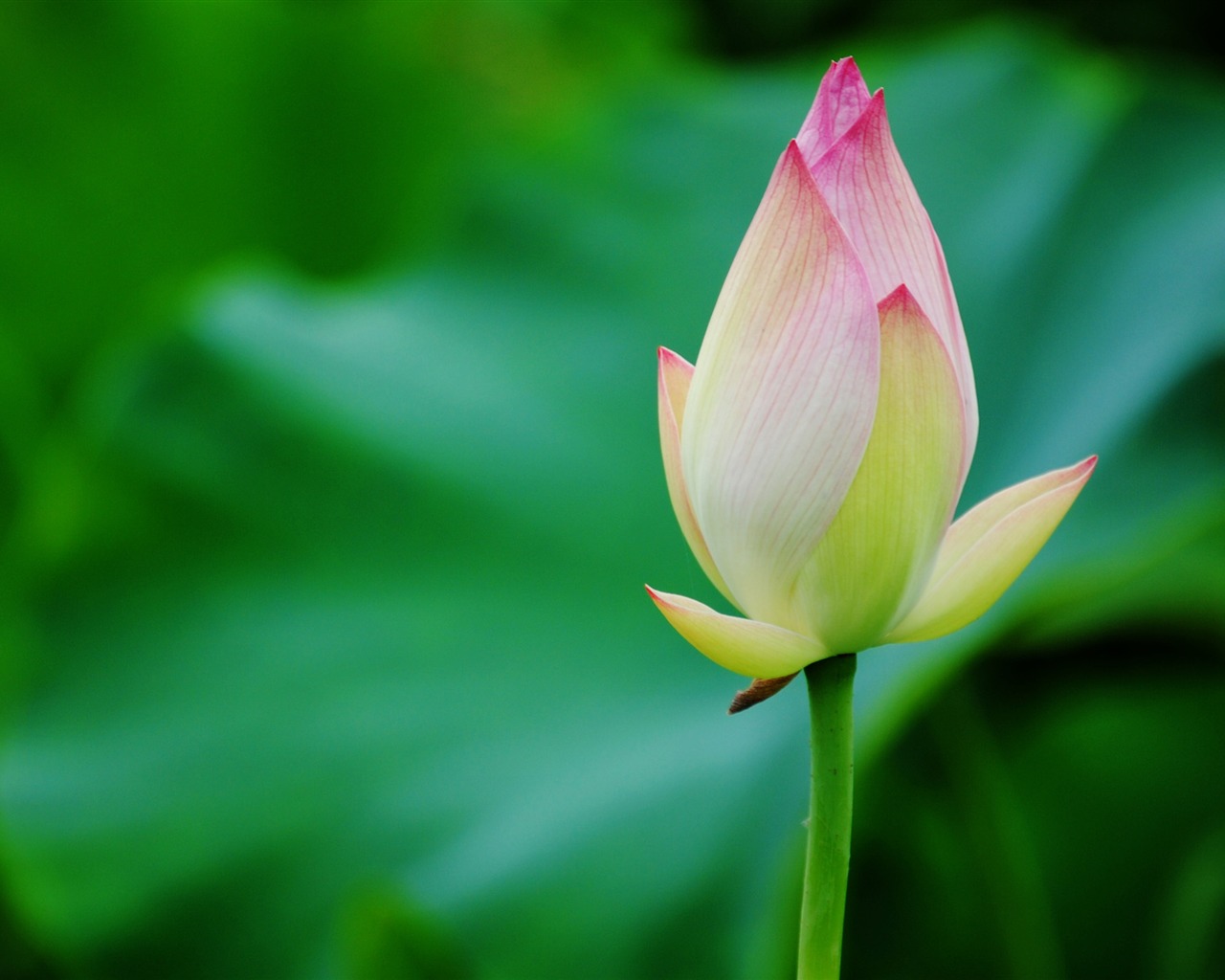 Lotus (Pretty in Pink 526 registros) #18 - 1280x1024