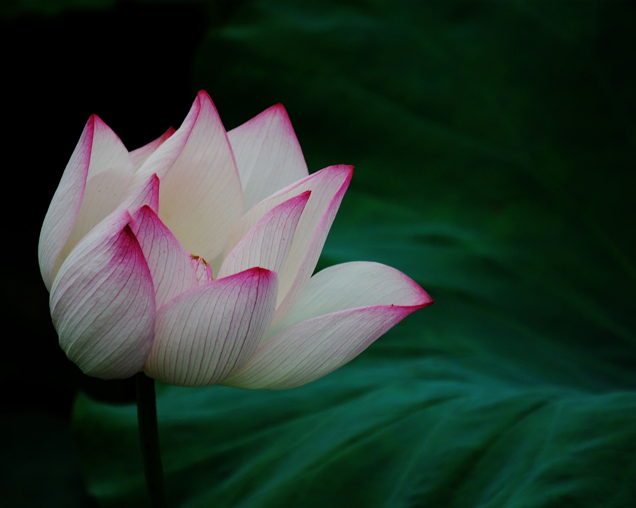 Lotus (Pretty in Pink 526 entries) #19 - 1280x1024