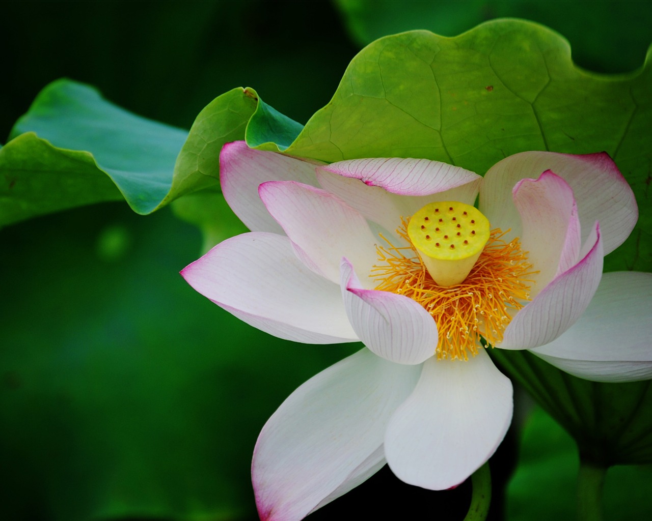 Lotus (Pretty in Pink 526 registros) #20 - 1280x1024