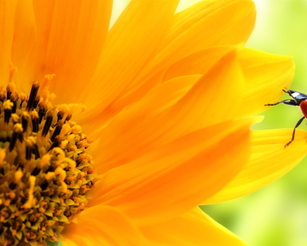 Beautiful sunflower close-up wallpaper (1) #1 - 1280x1024