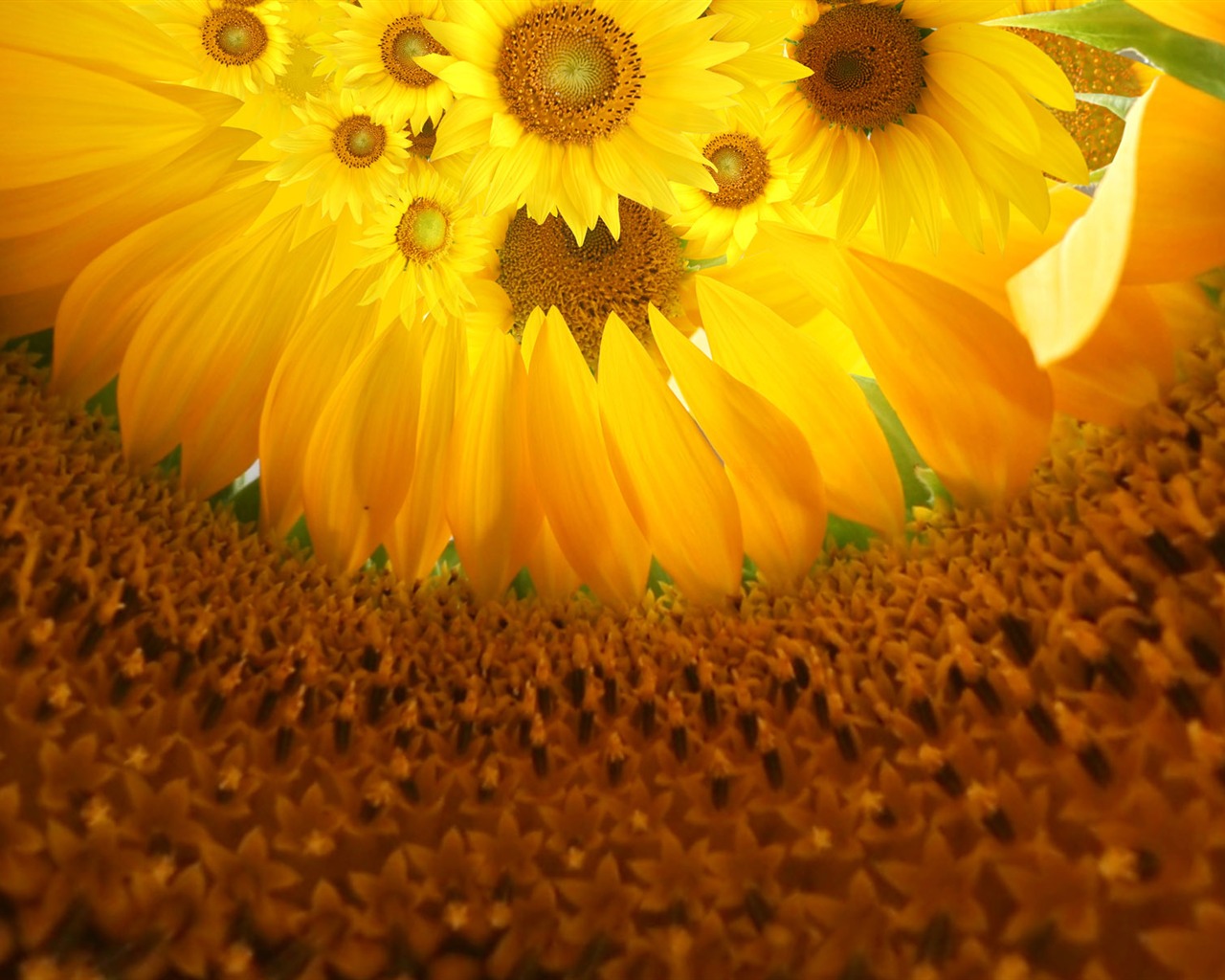 Krásné slunečnice close-up tapety (1) #6 - 1280x1024