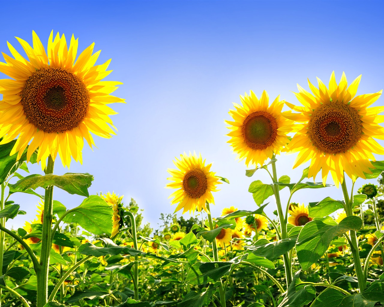 Beau fond d'écran de tournesol close-up (1) #18 - 1280x1024