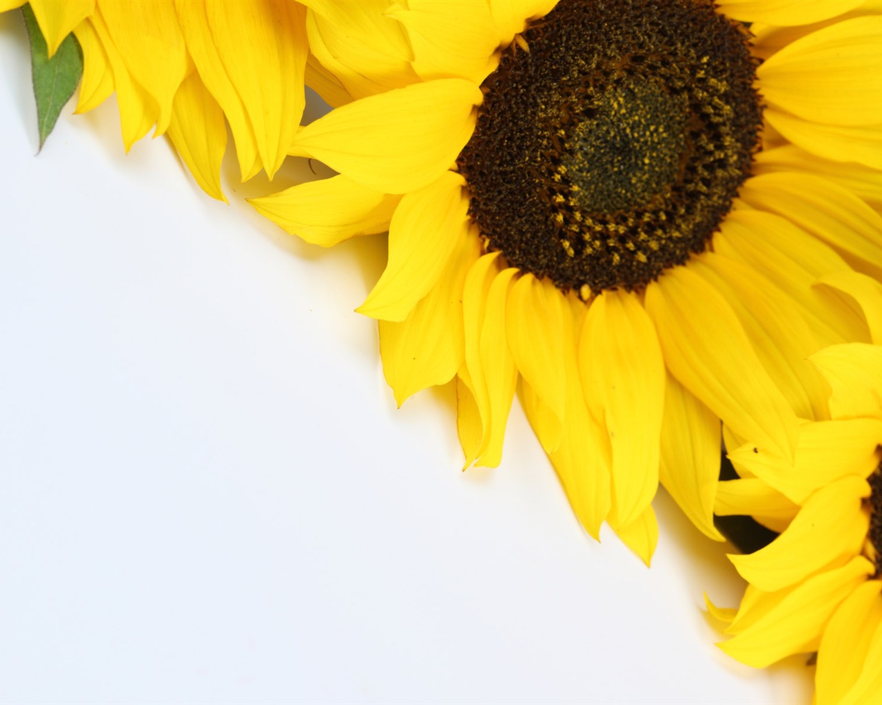 Beau fond d'écran de tournesol close-up (2) #6 - 1280x1024