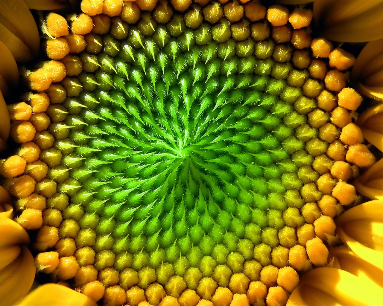 Beautiful sunflower close-up wallpaper (2) #8 - 1280x1024