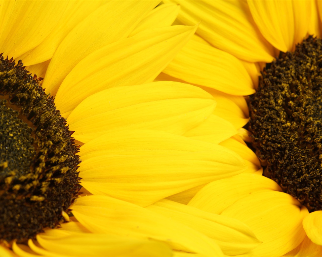 Beau fond d'écran de tournesol close-up (2) #11 - 1280x1024