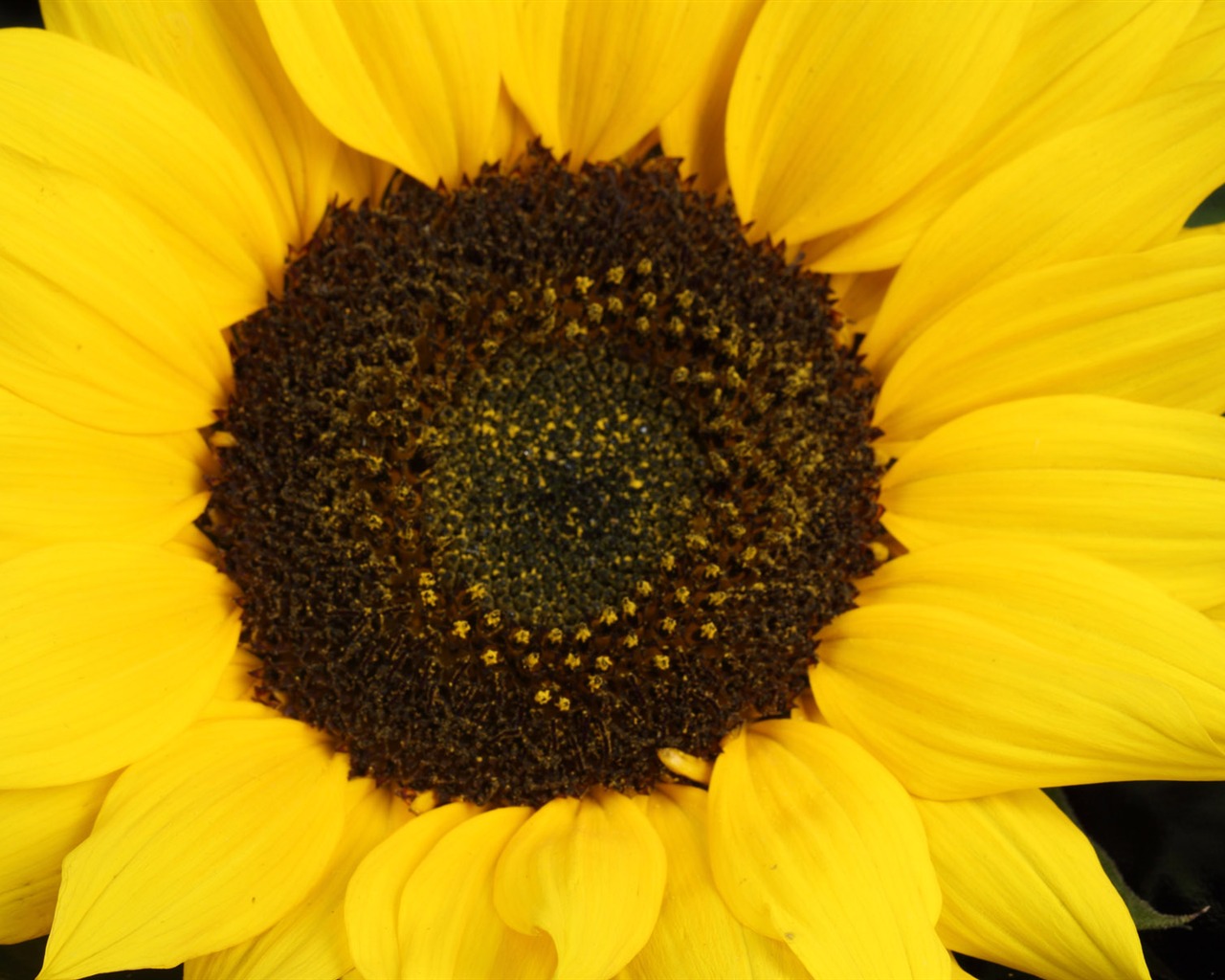 Beau fond d'écran de tournesol close-up (2) #12 - 1280x1024