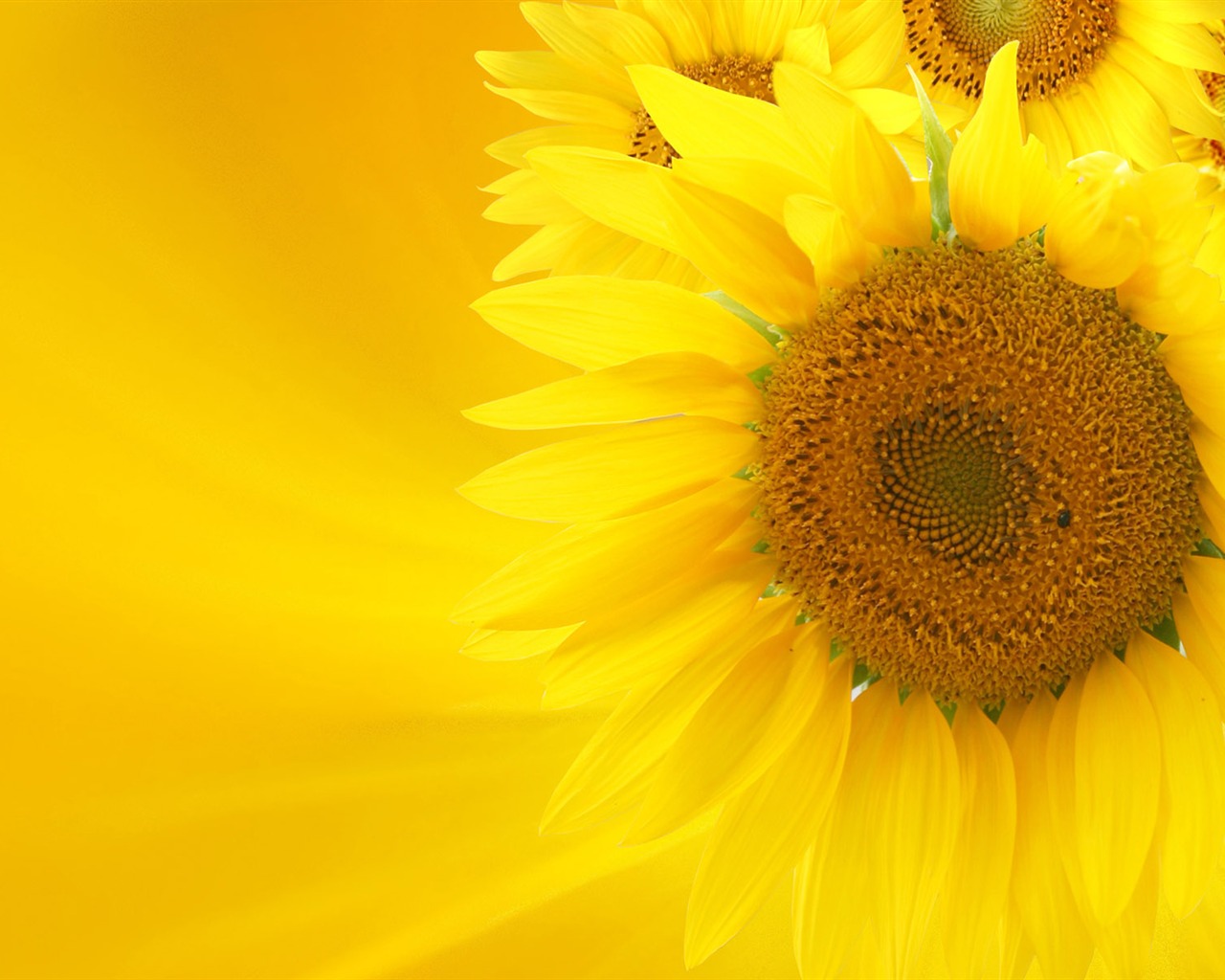 Beau fond d'écran de tournesol close-up (2) #15 - 1280x1024