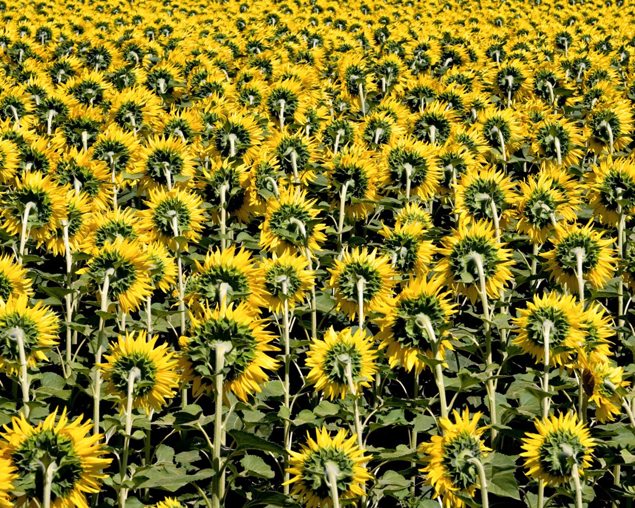 Beau fond d'écran de tournesol close-up (2) #17 - 1280x1024