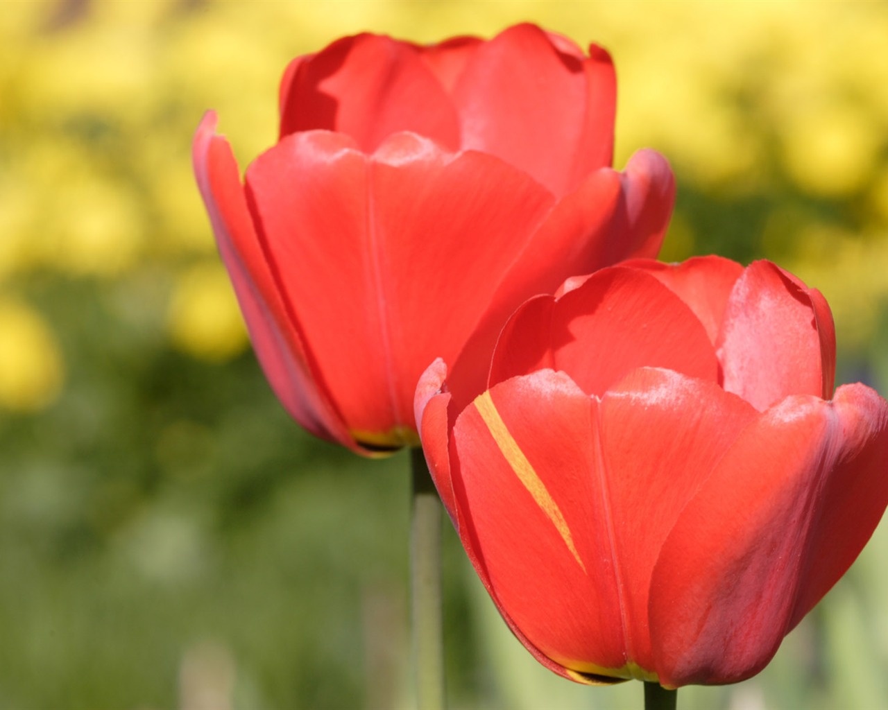 Tulip wallpaper album (8) #10 - 1280x1024