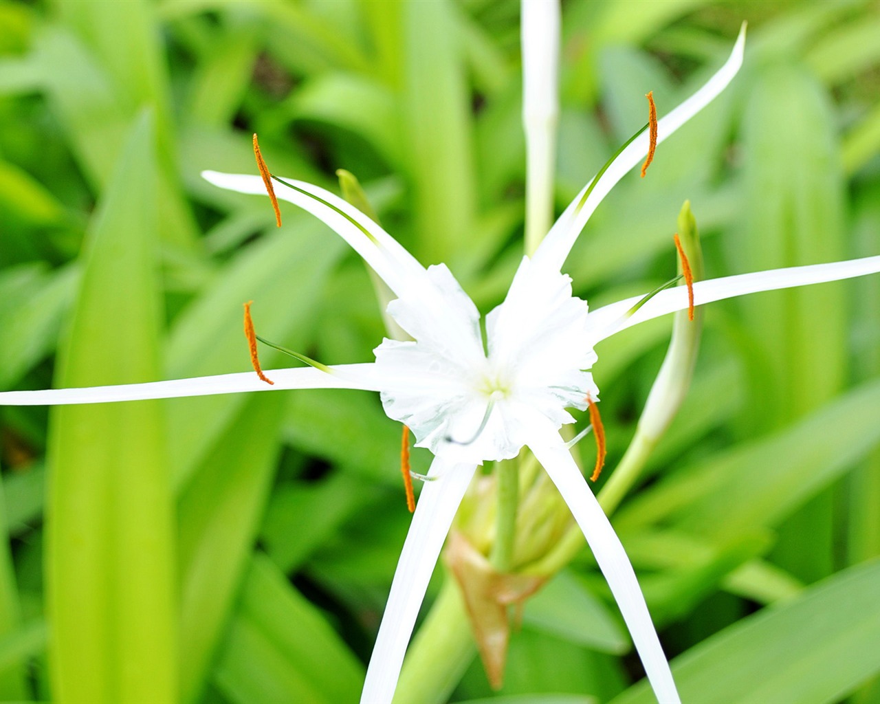 Macro flor de hierba (1) (obras genzhukou) #18 - 1280x1024