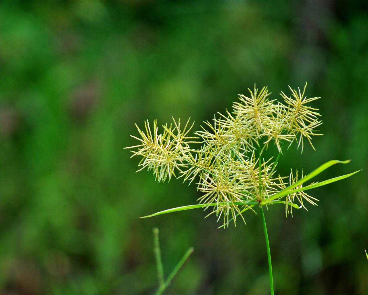 Macro flor de hierba (2) (obras genzhukou) #7 - 1280x1024