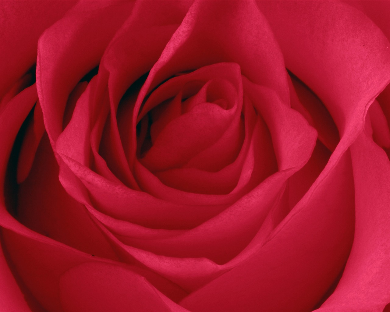 超大玫瑰写真 壁纸(五)11 - 1280x1024