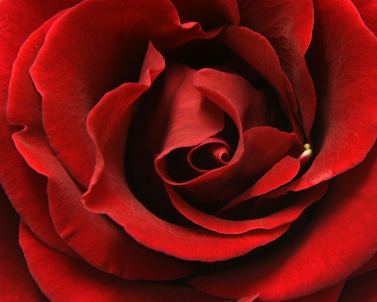 超大玫瑰写真 壁纸(五)12 - 1280x1024