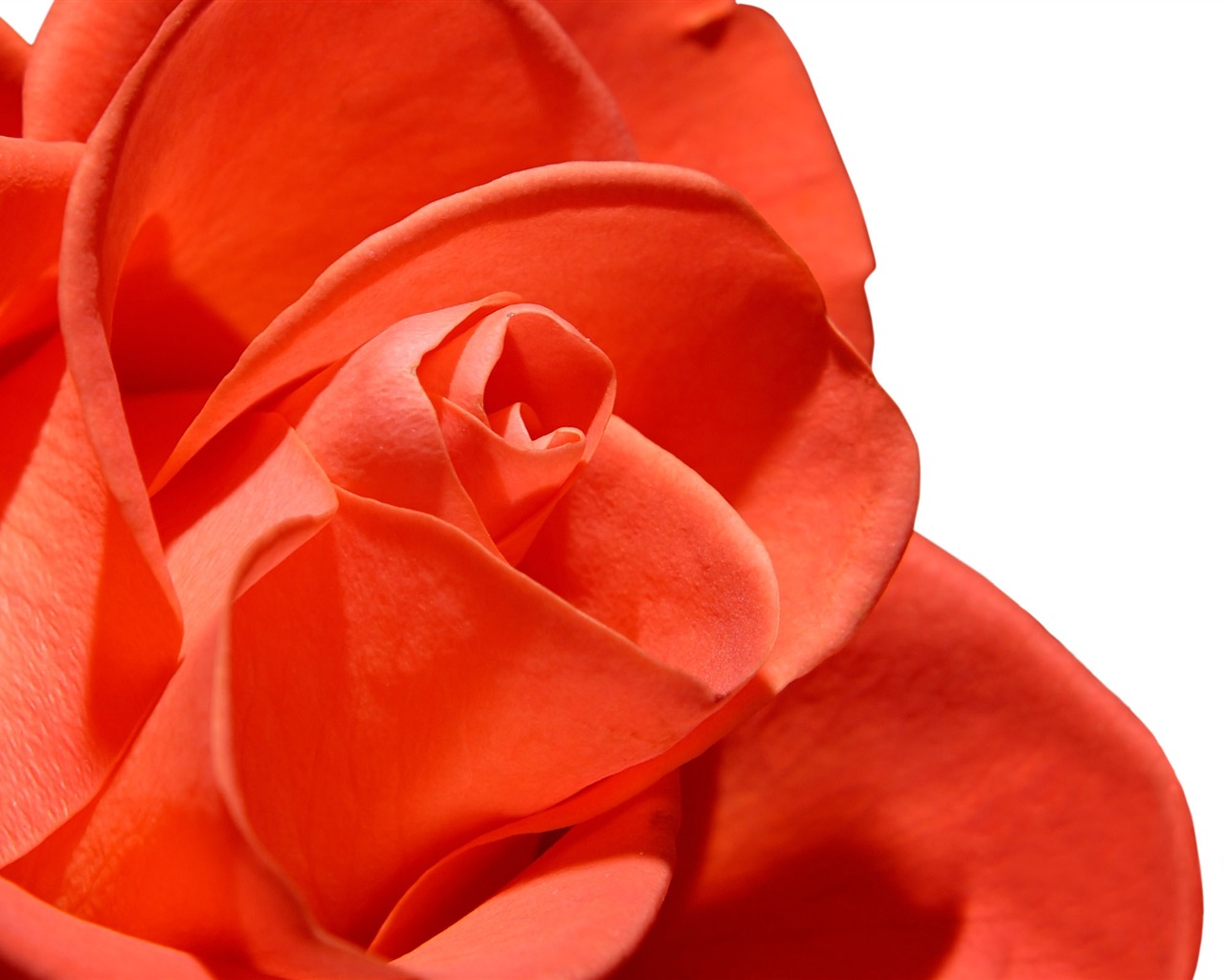 Velké Rose Foto tapety (5) #16 - 1280x1024