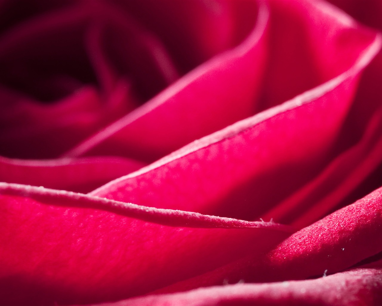 Velké Rose Foto tapety (6) #10 - 1280x1024