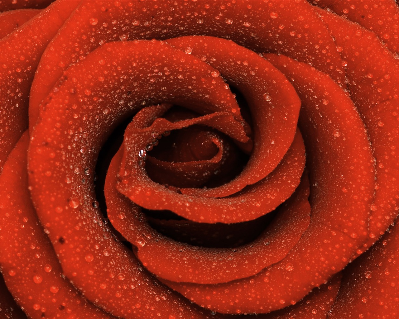 Large Rose Wallpaper Foto (6) #16 - 1280x1024