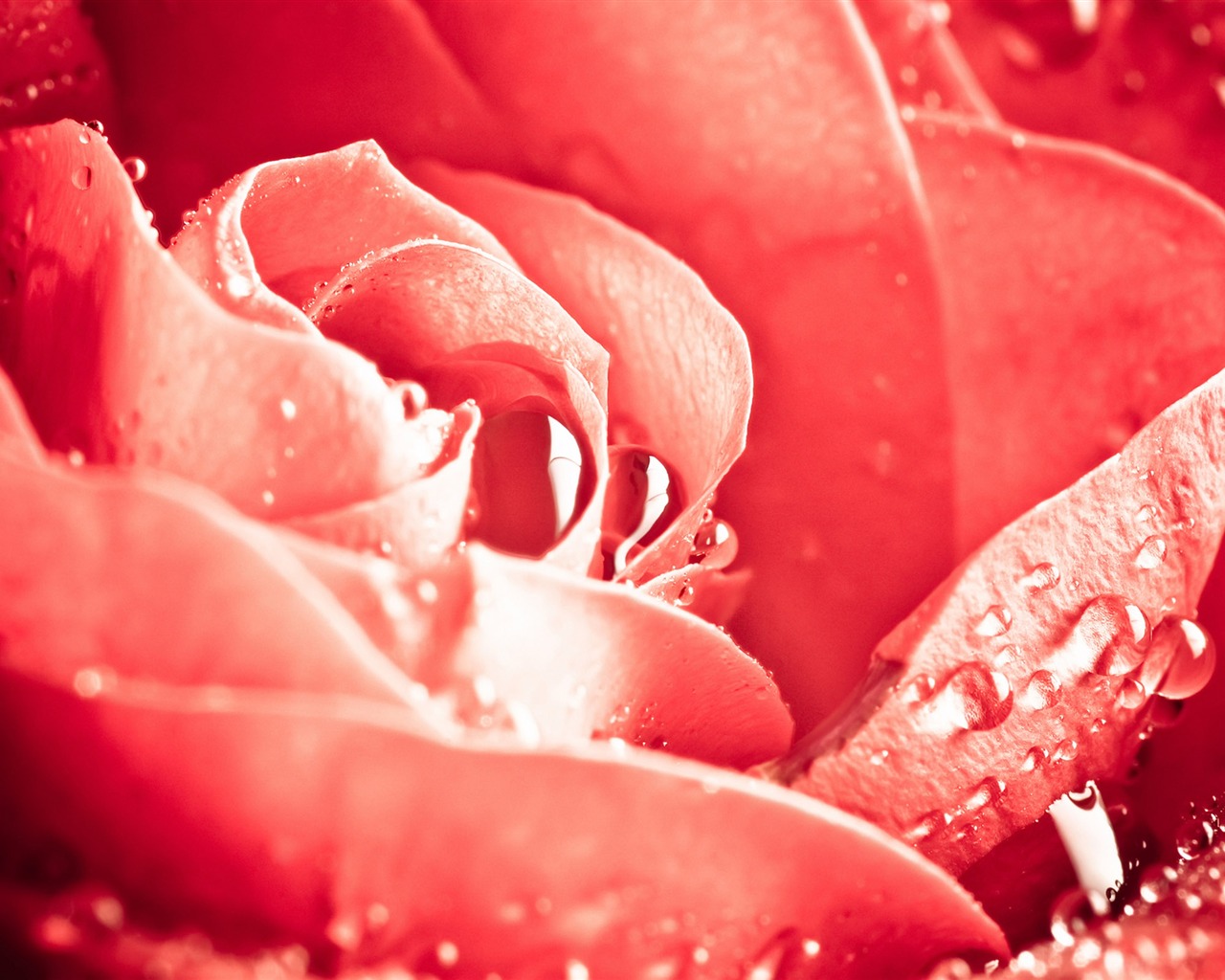 Velké Rose Foto tapety (6) #19 - 1280x1024